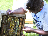 Natural Beekeeping Australia Explaining Natural Comb Building