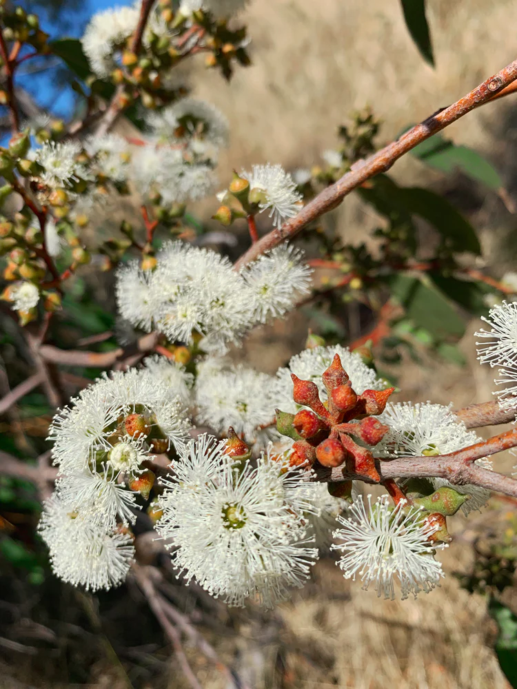 Malfroy's Gold, Red Stringybark Blossom