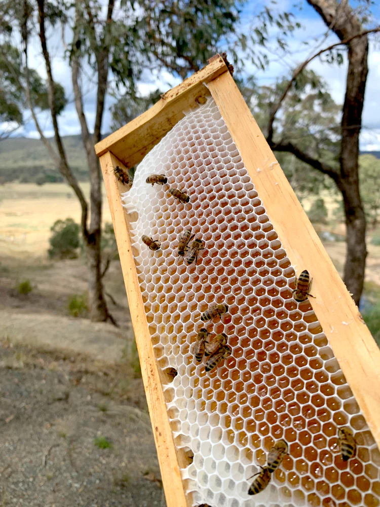 Malfroy's Gold, Red Stringybark Wild Honeycomb in the frame