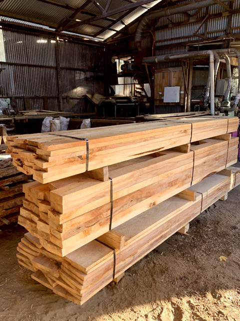 Malfroy's Gold Milled Swamp Cypress