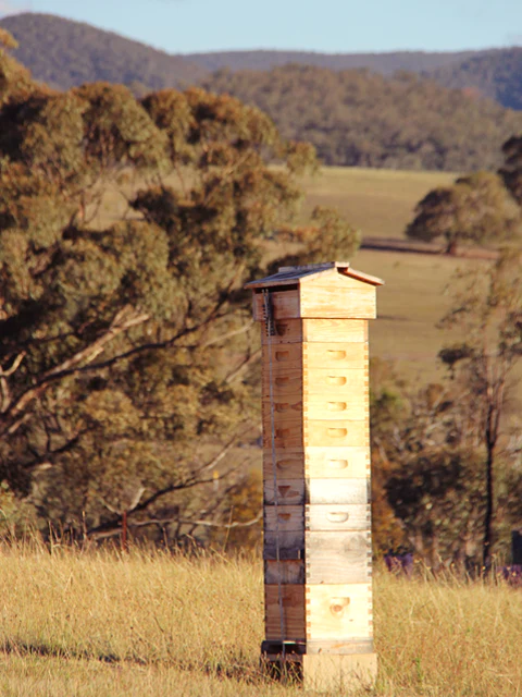 Malfroy's Gold Custom Warré Hives