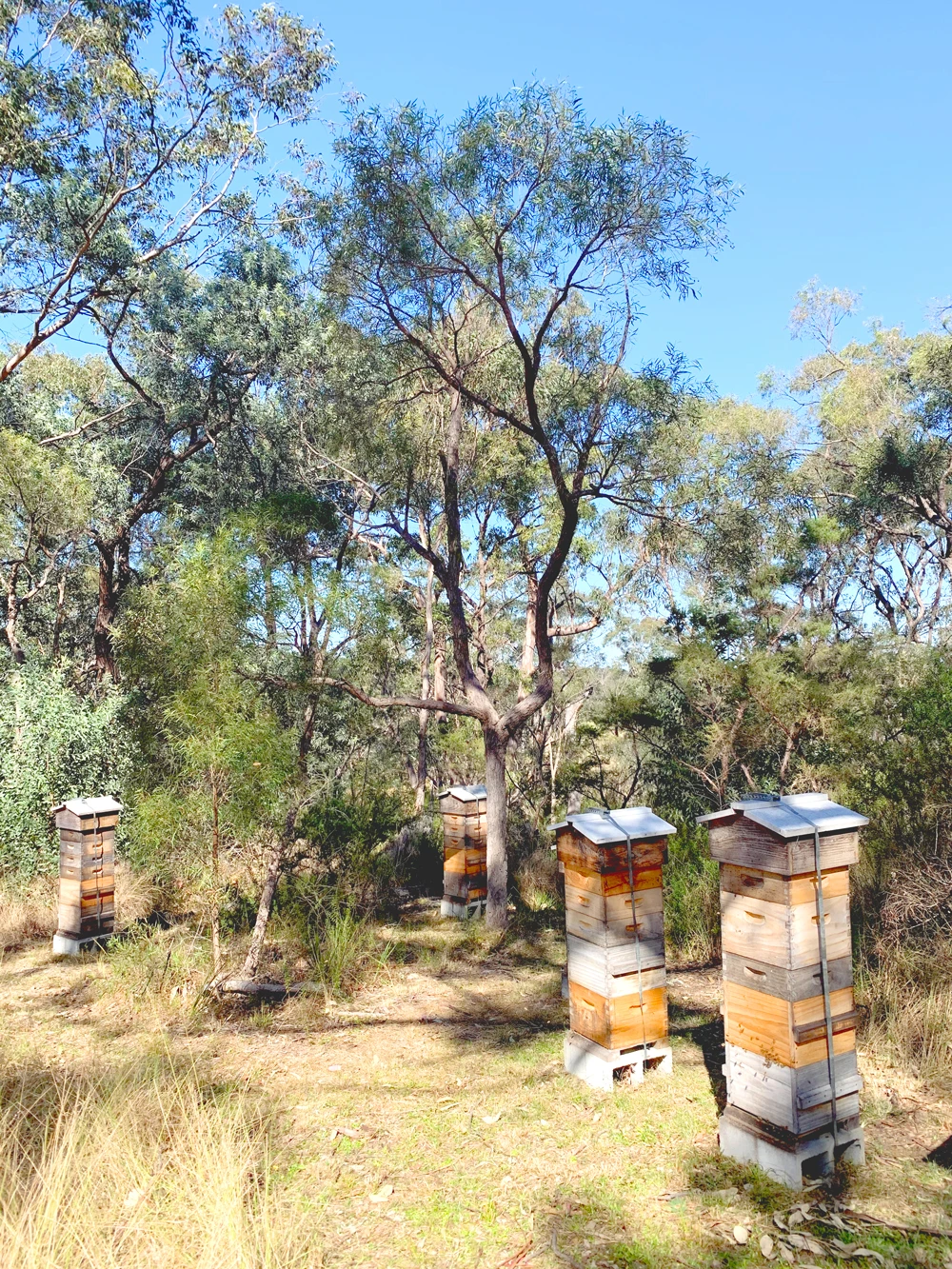 Malfroy's Gold, Blue Mountains Spring Apiary