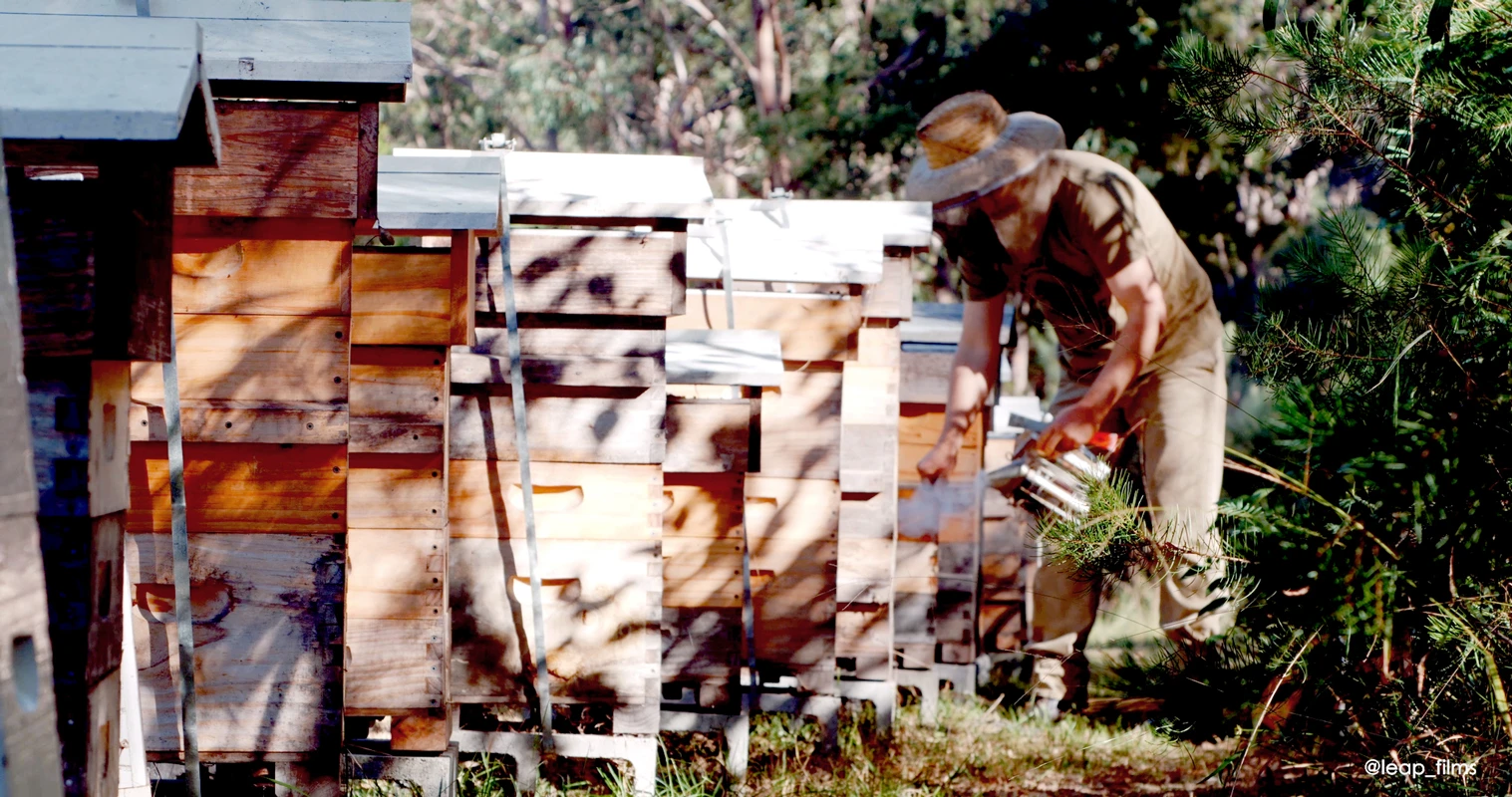 Malfroy's Gold, Beronia Blossom at one of ourBlue Mountains apiaries this spring