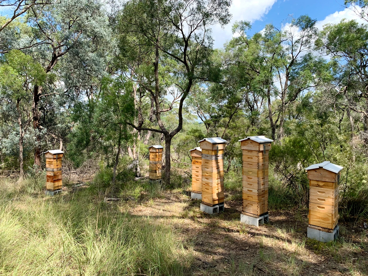 Malfroy's Gold Apiary Yellow Bloodwood