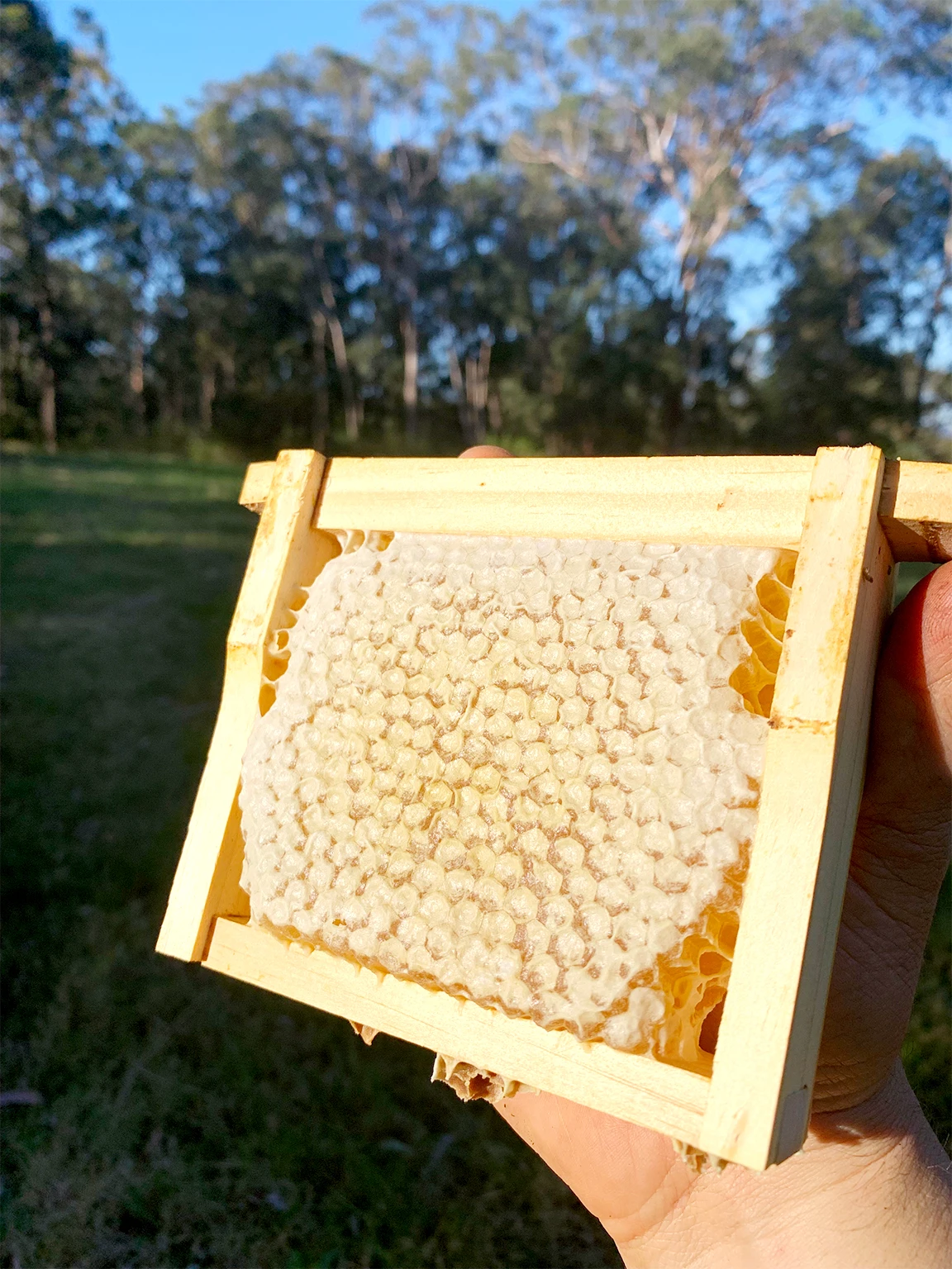 Malfroy's Gold, Blue Mountains Yellow Bloodwood Honeycomb