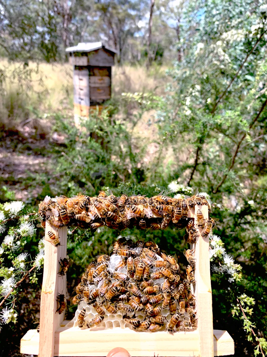 Malfroy's Gold, Yellow Bloodwood blossom at one of ourBlue Mountains apiaries this spring
