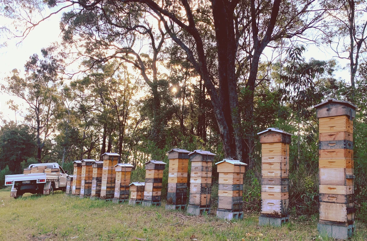 Malfroys Gold Warré Hives in the Blue Mountains