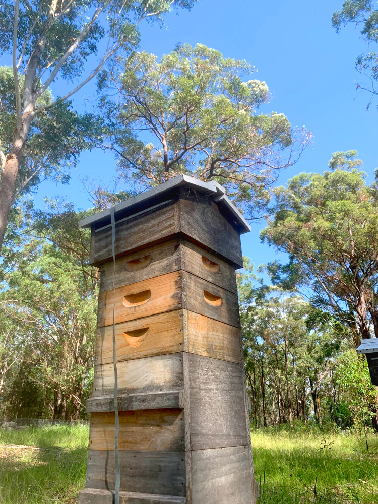 Warre Hive on Red Bloodwood