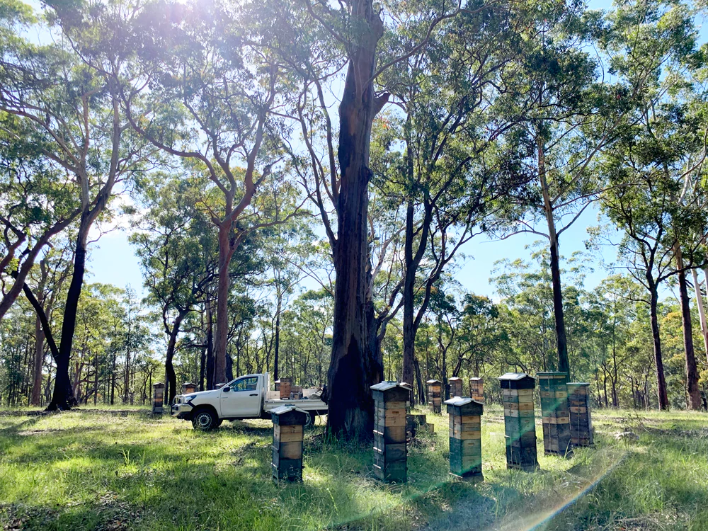 Malfroy's Gold, Blue Mountains Red Bloodwood Apiary