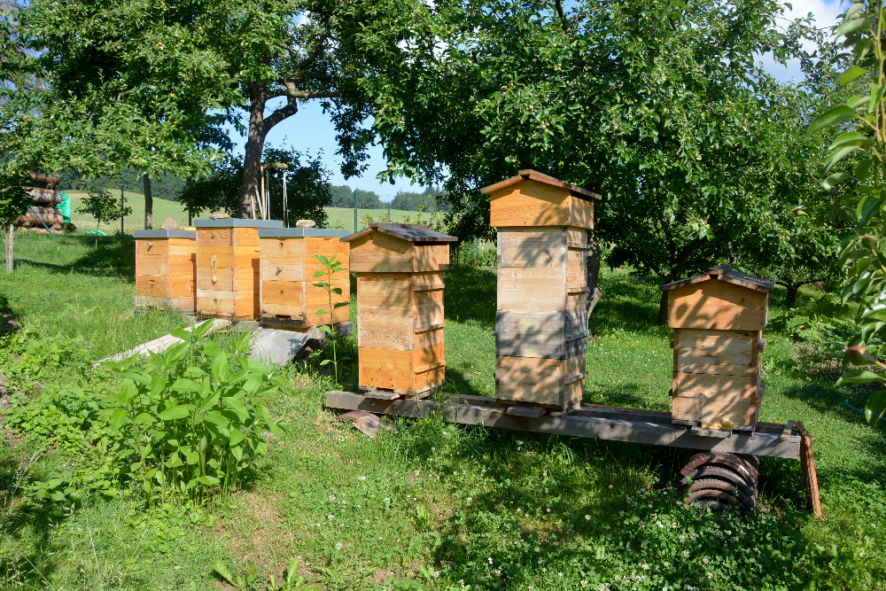 Malfroy's Gold Warré Hives belonging to one of our European students
