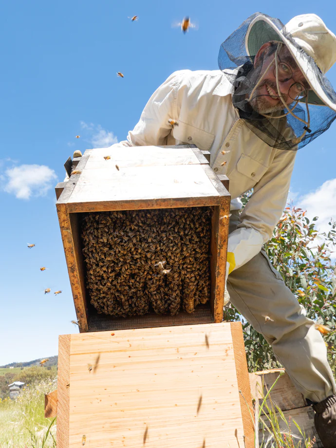 Malfroy's Gold Uli beekeeping