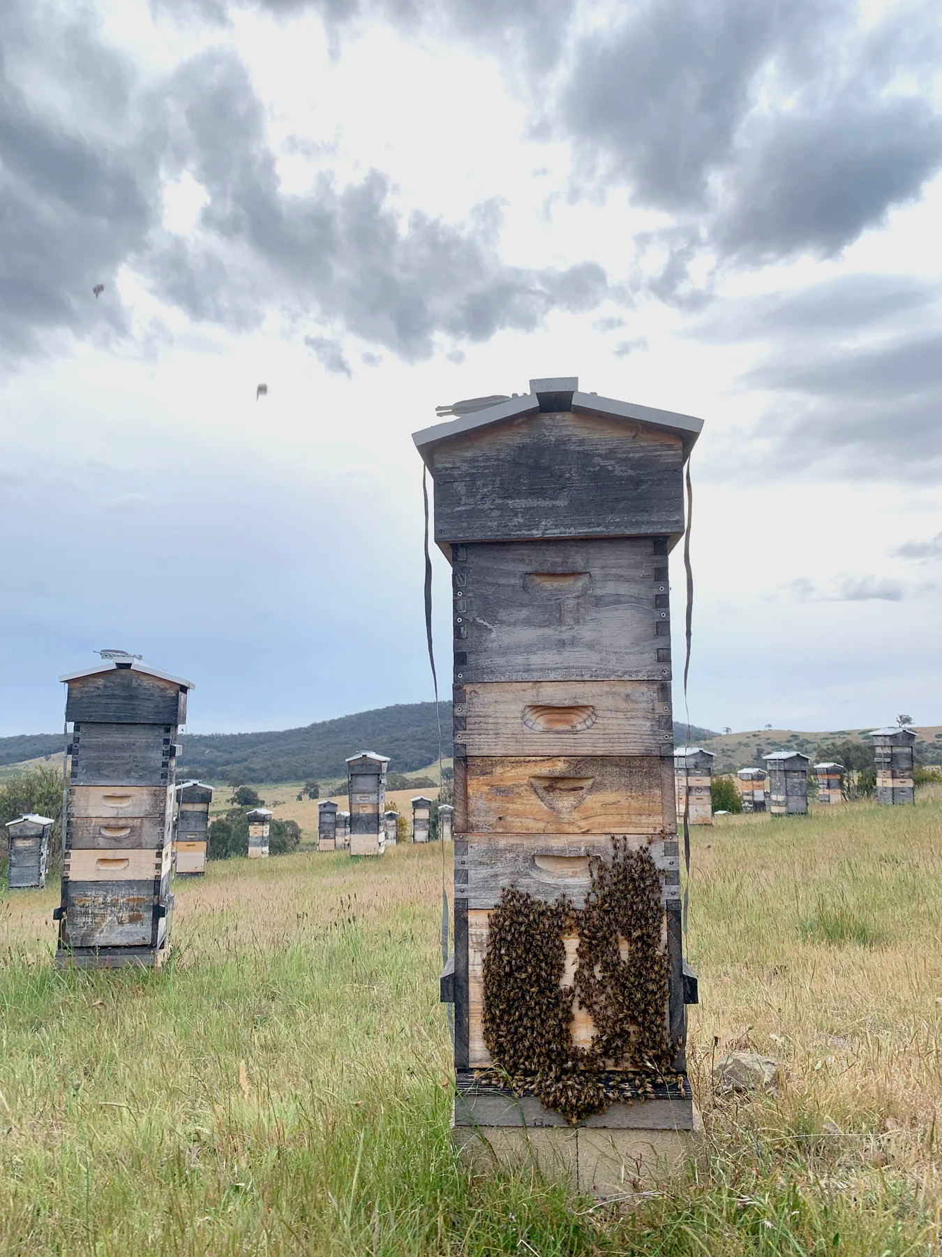 Malfroy's Gold Bees Bearding Swarm Season Central West