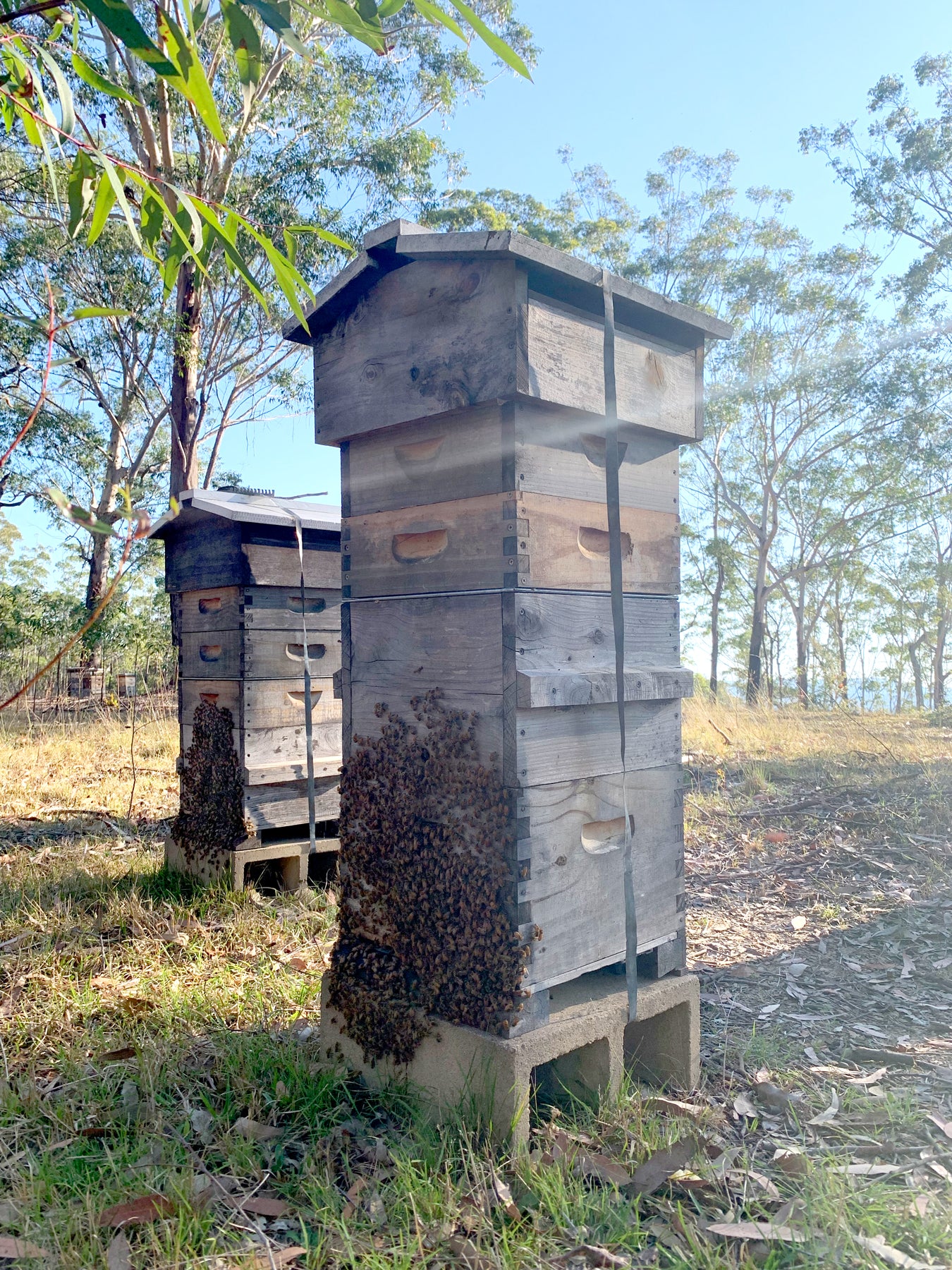 Malfroy's Gold Bees Bearding Swarming Season Mountains