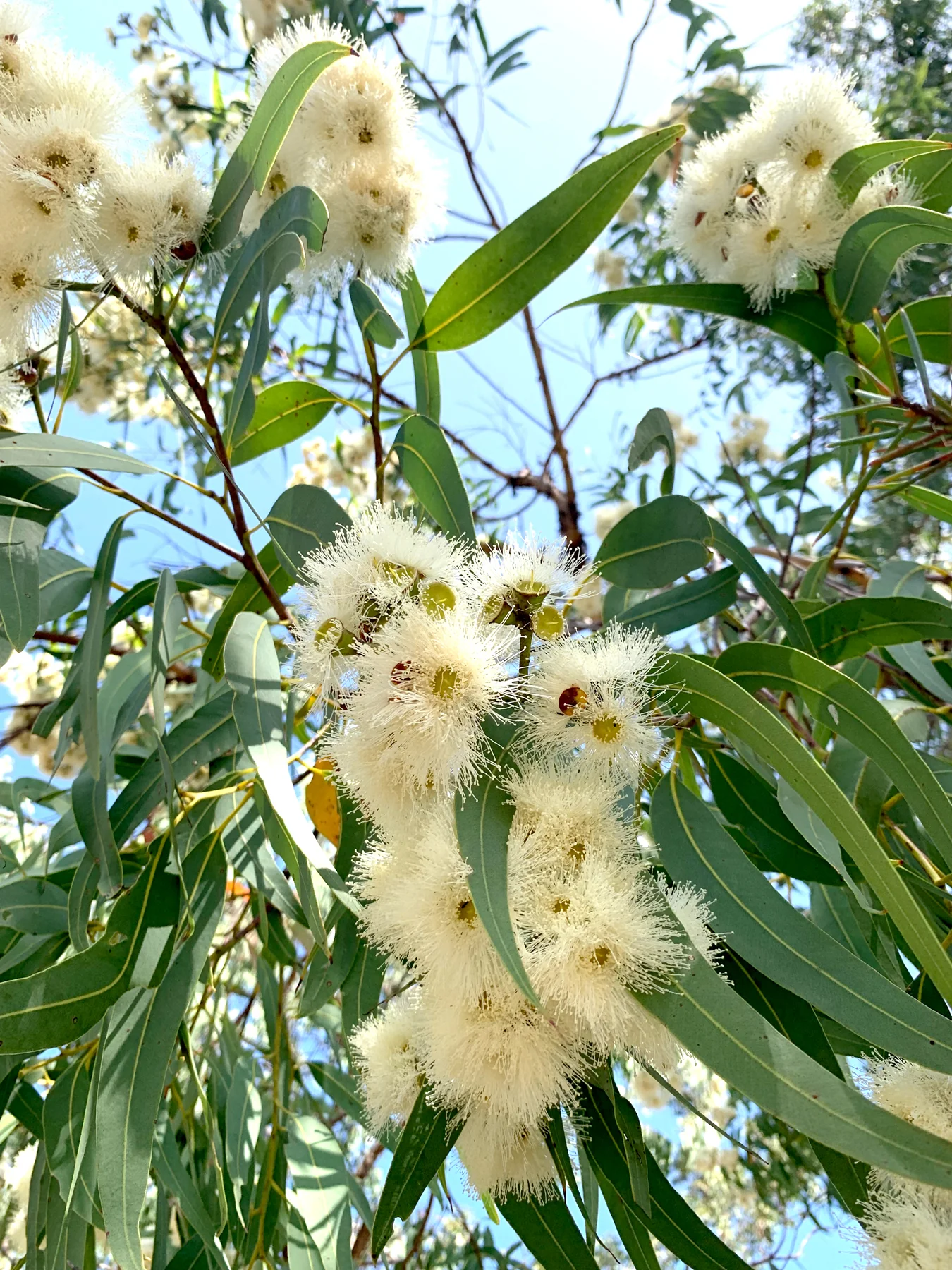 Malfroy's Gold, Yellow Bloodwood Blossom