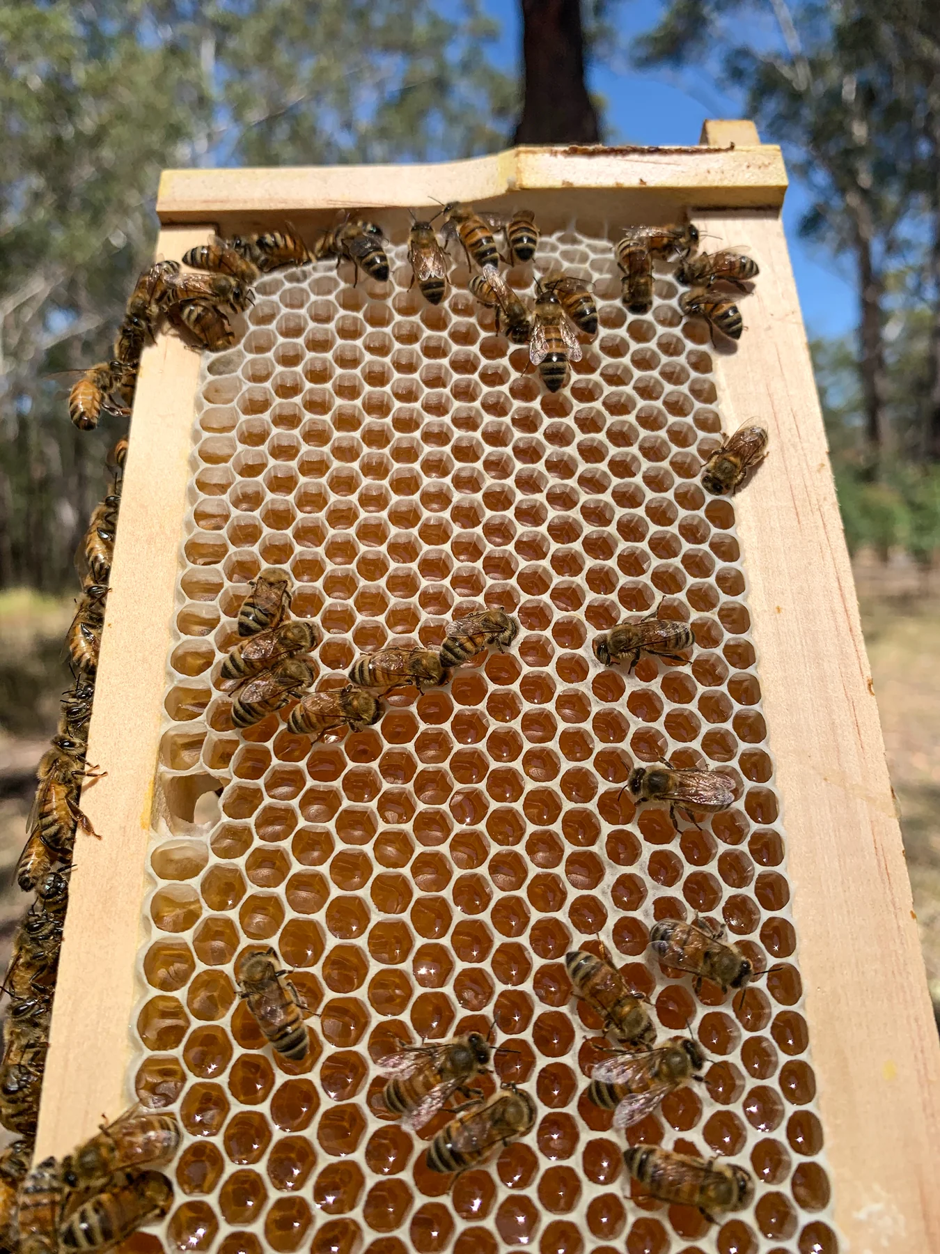 Malfroy's Gold Uncapped Wild Honeycomb