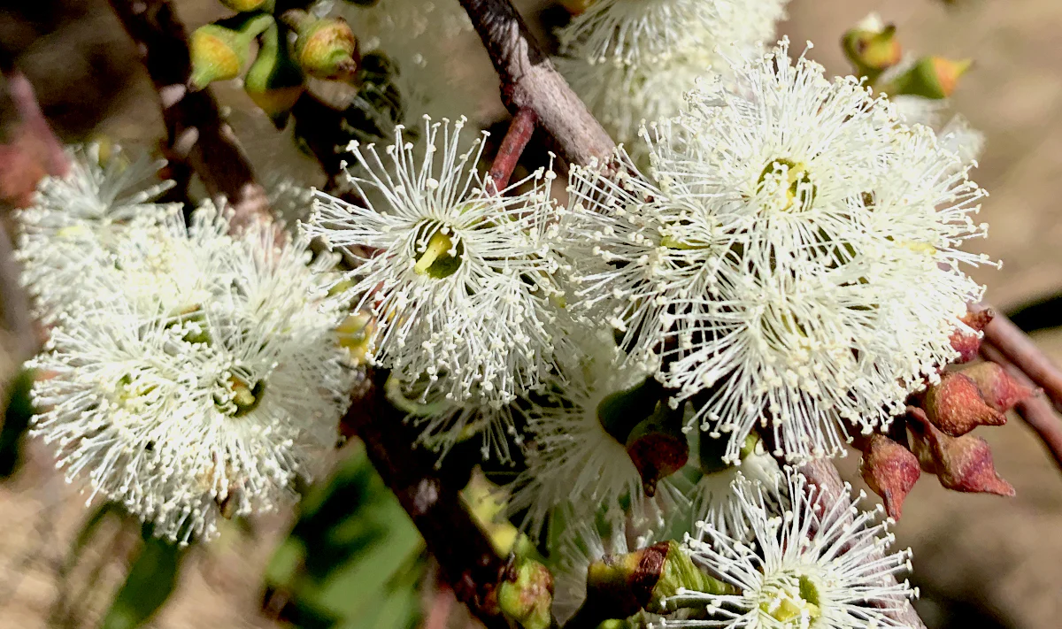 Malfroy's Gold Red Stringybark Blossom