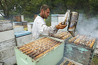 19 The harvest at Ben Brown's apiary. The method is rapid and efficient through the use of a blower. The four-person team harvests several tons of honey within a few hours. The bees don't much appreciate this harvesting method. ///Récolte sur le rucher de Ben Brown. La méthode est rapide, efficace par l’utilisation de souffleur. L’équipe de quatre personnes récolte en quelques heures plusieurs tonnes de miel. Les abeilles apprécient peu ce mode de récolte.