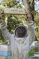 At the apiary belonging to Terry Brown, 61 ans. Terry was for years the second biggest exporter of bees from Australia and the first to export bees by plane at a commercial scale, sending up to 47,000 packages of 2.5kg of bees to Europe, the United States, Pakistan, Afghanistan and the Gulf states. The bees left Sydney on 750kg pallets and transited at Hong Kong or Singapore where one of his sons took care of cooling down the swarms by spraying them with water during their transit.///Sur le rucher de Terry Brown, 61 ans. Terry a été pendant des années le second exportateur d’abeilles d’Australie et le premier à exporter des abeilles par avion à l’échelle commerciale en envoyant jusqu’à 47 000 paquets de 2,5 kg d’abeilles aussi bien en Europe, aux États-Unis, au Pakistan, en Afghanistan et dans les pays du golfe. Les abeilles partaient de Sydney sur des palettes de 750 kg et transitaient à Hong Kong ou Singapour ou l’un de ses fils s’occupait de refroidir les essaims en les arrosant d’eau pendant leur transit.