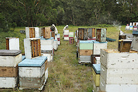 19 The harvest at Ben Brown's apiary. The method is rapid and efficient through the use of a blower. The four-person team harvests several tons of honey within a few hours. The bees don't much appreciate this harvesting method. ///Récolte sur le rucher de Ben Brown. La méthode est rapide, efficace par l’utilisation de souffleur. L’équipe de quatre personnes récolte en quelques heures plusieurs tonnes de miel. Les abeilles apprécient peu ce mode de récolte.