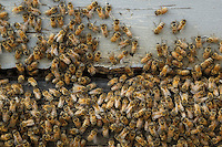 Bees characteristic of the apis mellifera ligustica, the Italian race, at the entrance to the hive. The first bees of the apis mellifera mellifera genus, the black bee, arrived from Ireland on Captain Wallis' sailing ship the Isabella in 1822. They adapted very well to the country and within a few years colonized all the forests. The beekeepers started to import the more productive bees of the Italian strain at the start of the 20th century.///Les abeilles caractéristiques de l’apis mellifera ligustica, l’abeille de race italienne à l’entrée de la ruche. Les premières abeilles de race apis mellifera mellifera, l’abeille noire, sont arrivées d’Irlande sur le voilier Isabella du capitaine Wallis en 1822. Elles se sont très bien adaptées au pays et en quelques années ont colonisé toutes les forêts. Les apiculteurs ont commencé à importer des abeilles de souches italiennes plus productives dès le début du XXe siècle.