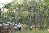 Tim Malfroy is always searching for the best spots to set up his Warré hives. Unlike other beekeepers, Tim Malfroy's apiaries remain in the same place and he looks for places with the maximum biodiversity so that his bees have food throughout a good part of the season.///Tim Malfroy recherche toujours les meilleurs emplacements pour installer ces ruches warré. Contrairement aux autres apiculteurs, les ruchers de Tim Malfroy sont sédentaires et il recherche des lieux avec le maximum de biodiversité pour que les abeilles aient de la nourriture pendant une bonne partie de la saison.