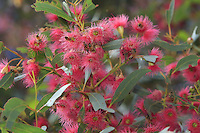 En masse, the bees gather nectar from the Leucoxlyn Rosea eucalyptus. Eucalyptus dominates 95% of the forests with more than seven hundred varieties. The eucalyptus have a whole range of mechanisms for adapting and they grow rapidly. The bark is very useful for identifying and distinguishing between the varieties. It can present great differences in its appearance: peeling, hard, fibrous, flaky, smooth our with deep grooves. From that come the names: yellow box, red gum, blood wood, iron back, mallee…//Sur les fleurs de l’eucalyptus Leucoxlyn Rosea, les abeilles butinent en masse. Les eucalyptus dominent 95 % des forêts avec plus de sept cents espèces. Les eucalyptus possèdent toute une gamme de mécanismes d’adaptation et ont une croissance rapide. L’écorce est très utile pour l’identification et la distinction entre les nombreuses espèces. Elle peut présenter de grandes différences dans son apparence : se décortiquant, dure, fibreuse, floconneuse, lisse, ou possédant de profonds sillons. D’où les noms : yellow box, red gum, blood wood, iron back, mallee…