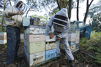 At the apiary belonging to Terry Brown, 61 ans. Terry was for years the second biggest exporter of bees from Australia and the first to export bees by plane at a commercial scale, sending up to 47,000 packages of 2.5kg of bees to Europe, the United States, Pakistan, Afghanistan and the Gulf states. The bees left Sydney on 750kg pallets and transited at Hong Kong or Singapore where one of his sons took care of cooling down the swarms by spraying them with water during their transit.///Sur le rucher de Terry Brown, 61 ans. Terry a été pendant des années le second exportateur d’abeilles d’Australie et le premier à exporter des abeilles par avion à l’échelle commerciale en envoyant jusqu’à 47 000 paquets de 2,5 kg d’abeilles aussi bien en Europe, aux États-Unis, au Pakistan, en Afghanistan et dans les pays du golfe. Les abeilles partaient de Sydney sur des palettes de 750 kg et transitaient à Hong Kong ou Singapour ou l’un de ses fils s’occupait de refroidir les essaims en les arrosant d’eau pendant leur transit.