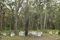 An apiary in a forest of eucalyptus. The eucalyptus, of the Myrtacea family, originated in Australia where the moreover dominate 95% of the forests with more than six hundred varieties. Their height varies from a few meters to nearly 90 meters. With the eucalyptus, it is quite easy to foresee the blooming period by looking at the buds but not all the trees flower every year and knowledge of the varieties and the blossoming cycles linked to pluviometry is essential. (Some varieties only flower when they are adults).///Un rucher dans une forêt d’eucalyptus. Les eucalyptus, de la famille des Myrtacea sont originaires d’Australie où ils dominent d’ailleurs 95 % des forêts avec plus de six cents espèces. Leur taille varie de quelques mètres à près de 90 mètres. Avec l’eucalyptus, il est assez facile de prévoir les floraisons en regardant les bourgeons mais tous ne fleurissent pas tous les ans et la connaissance des espèces, des cycles de floraisons liés à la pluviométrie est essentiel. (Certaines espèces fleurissent seulement à l’âge adulte).
