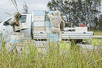 Honey harvest at Ben Brown's apiary near Newcastle on the east coast. 27 years old, Ben Brown set up as a professional beekeeper four years ago. Son of a beekeeper, Ben began the profession at the age of 16 by helping his father; today he owns 600 hives and has produced nearly 80 tons of honey. A true record but Ben is still setting himself up and he does the maximum to be able to invest and buy for himself land and a warehouse.///Récolte de miel sur le rucher de Ben Brown près de Newcastle sur la côte Est. À 27 ans, Ben Brown s’est installé comme apiculteur professionnel il y a quatre ans. Fils d’apiculteur, Ben a commencé le métier à 16 ans en aidant son père, il possède aujourd’hui 600 ruches et à produit près de 80 tonnes de miel. Un vrai record mais Ben s’installe et il fait le maximum pour pouvoir investir et s’acheter un terrain et un hangar.