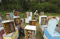 19 The harvest at Ben Brown's apiary. The method is rapid and efficient through the use of a blower. The four-person team harvests several tons of honey within a few hours. The bees don't much appreciate this harvesting method. ///Récolte sur le rucher de Ben Brown. La méthode est rapide, efficace par l’utilisation de souffleur. L’équipe de quatre personnes récolte en quelques heures plusieurs tonnes de miel. Les abeilles apprécient peu ce mode de récolte.