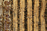 The parallel combs of a Warré hive with the bees and the honey.///Les rayons parallèles d’une ruche warré avec des abeilles et du miel.