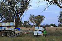 Preparations for the transhumance: loading the hives at Frank Malfroy's apiary. Frank is a commercial beekeeper who owns a stock of 1,000 organically-raised beehives. He migrates with the hives mainly around the Blue Mountains and avoids the long and uncertain journeys. He only travels 40,000 km per year as opposed to 100,000 for some beekeepers.///Préparation à la transhumance, chargement des ruches sur le rucher de Franck Malfroy, un apiculteur commercial qui possède un cheptel de 1 000 ruches élevées en apiculture biologique. Il transhume principalement autour des montagnes bleues et évite les longs et incertains voyages. Il ne parcourt que 40 000 km par an contre 100 000 pour certains.