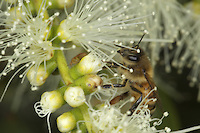 On the roads of perpetual honey flow - Sur les routes de la miellé perpetuelle