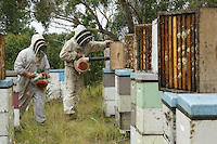 Honey harvest at Ben Brown's apiary near Newcastle on the east coast. 27 years old, Ben Brown set up as a professional beekeeper four years ago. Son of a beekeeper, Ben began the profession at the age of 16 by helping his father; today he owns 600 hives and has produced nearly 80 tons of honey. A true record but Ben is still setting himself up and he does the maximum to be able to invest and buy for himself land and a warehouse.///Récolte de miel sur le rucher de Ben Brown près de Newcastle sur la côte Est. À 27 ans, Ben Brown s’est installé comme apiculteur professionnel il y a quatre ans. Fils d’apiculteur, Ben a commencé le métier à 16 ans en aidant son père, il possède aujourd’hui 600 ruches et à produit près de 80 tonnes de miel. Un vrai record mais Ben s’installe et il fait le maximum pour pouvoir investir et s’acheter un terrain et un hangar.