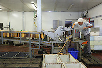 In Frank Malfroy's honey house, the honey extraction chain works at full capacity throughout the year. Frank produces nearly 50 tons of honey per year with 1,000 organically-raised hives.///Dans la miellerie de Franck Malfroy, la chaîne d’extraction du miel fonctionne à plein régime tout au long de l’année. Franck produit près de 50 tonnes de miel par an avec 1 000 ruches en bio.