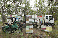 / Preparations for the transhumance at the apiary owned by Christopher Brown, 41 years old. At the Browns, beekeeping is a family affair. Christopher produces honey but he also exports bees from Tasmania to Canada where the Aethina Tumida beetle is no longer present starting in March.///Préparation à la transhumance sur le rucher de Christopher Brown, 41 ans. Chez les Brown, l’apiculture est une affaire de famille. Christopher produit du miel mais il exporte également des paquets d’abeilles de Tasmania vers le Canada ou le coléoptère Aethina Tumida n’est pas présent à partir du mois de mars.