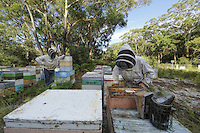 Inspection of the hives. Arriving in 2002, the Aethina Tumida, the Small Hive Beetle, has colonized the whole east coast, Queensland and New South Wales.  The west and the rest of the country as well as Tasmania have been spared thanks to an effective quarantine system between the states, going as far as the prohibition for the beekeepers to transport the hives to the west. The centre of Australis is a desert, a veritable natural barrier. /// Inspection des ruches. Arrivé en 2002 du petit coléoptère Aethina Tumida, le Small Hive Beetle a colonisé toute la côte Est, le Queensland et la nouvelle Galles du Sud. Le reste du pays, l’Ouest est préservé ainsi que la Tasmania par un système de quarantaine efficace entre états, allant jusqu’à l’interdiction de transporter des ruches vers l’ouest pour les apiculteurs. Le centre de l’Australie est un désert, c’est une véritable barrière naturelle.