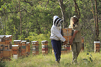 Tim Malfroy, 32 years old, during the harvest of the hives. Once taken out of the hives, the honey chambers are transported by vehicle.///Tim Malfroy, 32 ans pendant la récolte des ruches. Les hausses sont transportées.