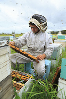 Inspection to change the queens. This work demands hours. The beekeepers open each hive to look for the queen and kill it. They then slip a freshly-fertilized queen into a cage sealed with sugar. In that way the new queen will be accepted by the colony within a few days and will leave the cage when the sugar has been consumed.///Inspection pour changer les reines. Ce travail demande des heures. Les apiculteurs ouvrent chaque ruche pour trouver la reine et la tuer. Ils glissent ensuite une reine juste fécondée dans une cage fermée par du sucre. La nouvelle reine sera ainsi acceptée par la colonie en quelques jours et sortira de la cage quand le sucre aura été consommé.