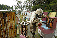 19 The harvest at Ben Brown's apiary. The method is rapid and efficient through the use of a blower. The four-person team harvests several tons of honey within a few hours. The bees don't much appreciate this harvesting method. ///Récolte sur le rucher de Ben Brown. La méthode est rapide, efficace par l’utilisation de souffleur. L’équipe de quatre personnes récolte en quelques heures plusieurs tonnes de miel. Les abeilles apprécient peu ce mode de récolte.