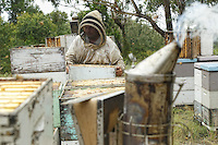 At the apiary during a harvest.///Sur le rucher pendant une récolte.