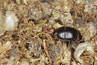 The Athina Tumida or Small Hive Beetle. The adult is dark brown to black and measures about 5.7mm long by 3.2mm wide. It can live up to six months. The beetles go into the hive, eat the brood and begin laying eggs.Their larvae develop within five days and eat the brood, pollen and honey before leaving the hive to go 5 centimeters below ground. Then the cycle continues. The beetles are born and fly up 5 kilometers looking for hives. ///Athina Tumida, Small Hive Beetle.  L'adulte est brun foncé à noir, mesure environ 5,7 mm de long sur 3,2 mm de large. Il peut vivre jusqu'à six mois. Les coléoptères s’installent dans la ruche, mangent le couvain et commencent leur ponte. Leurs larves se développent en cinq jours et dévorent couvain, pollen et miel avant de quitter la ruche pour s’enfoncer dans le sol à 5 cm de profondeur. Puis le cycle perdure. Les coléoptères naissent, volent jusqu'à 5 kilomètres à la recherche de ruches.