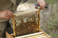 A brood frame with honey from a frame deep within the body of a Warré hive.///Un cadre de couvain avec du miel d’un cadre de corps de ruche warré.