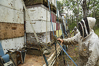 Preparations for the transhumance. Since ten years ago, beekeeping in Australia has become mechanized and the hives are set up on pallets to be loaded with the help of a forklift.///Préparation à la transhumance. Depuis dix ans l’apiculture s’est mécanisée en Australie et les ruches sont aujourd’hui installées sur des palettes pour être chargées à l’aide de fenwick.