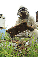 Inspection to change the queens. This work demands hours. The beekeepers open each hive to look for the queen and kill it. They then slip a freshly-fertilized queen into a cage sealed with sugar. In that way the new queen will be accepted by the colony within a few days and will leave the cage when the sugar has been consumed.///Inspection pour changer les reines. Ce travail demande des heures. Les apiculteurs ouvrent chaque ruche pour trouver la reine et la tuer. Ils glissent ensuite une reine juste fécondée dans une cage fermée par du sucre. La nouvelle reine sera ainsi acceptée par la colonie en quelques jours et sortira de la cage quand le sucre aura été consommé.