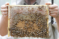A brood frame with honey from a frame deep within the body of a Warré hive.///Un cadre de couvain avec du miel d’un cadre de corps de ruche warré.