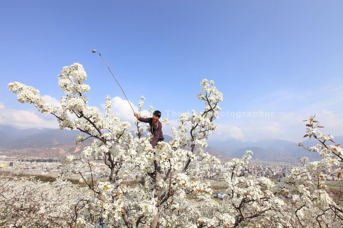 Chine : pollinisation à la main