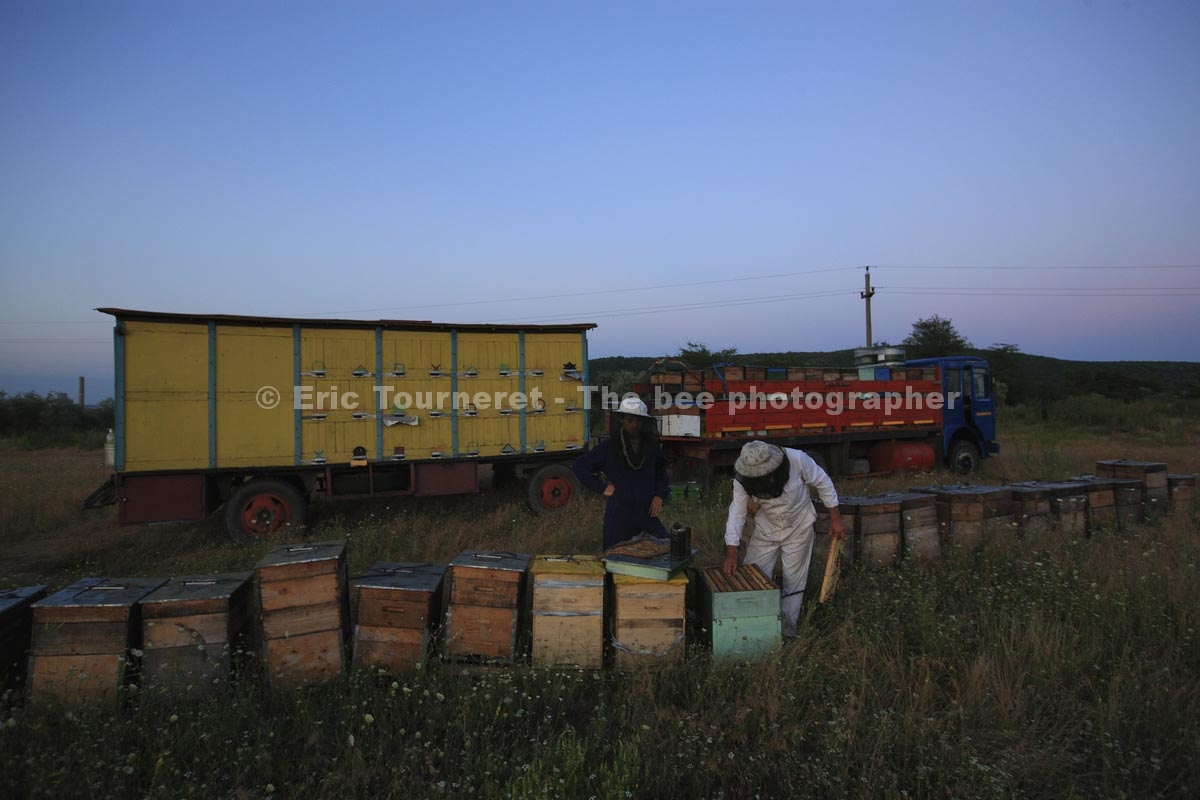 Roumanie : le miel de Bohème