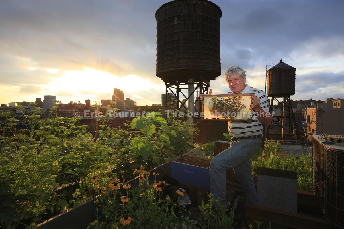 New York City : le miel de la grosse pomme