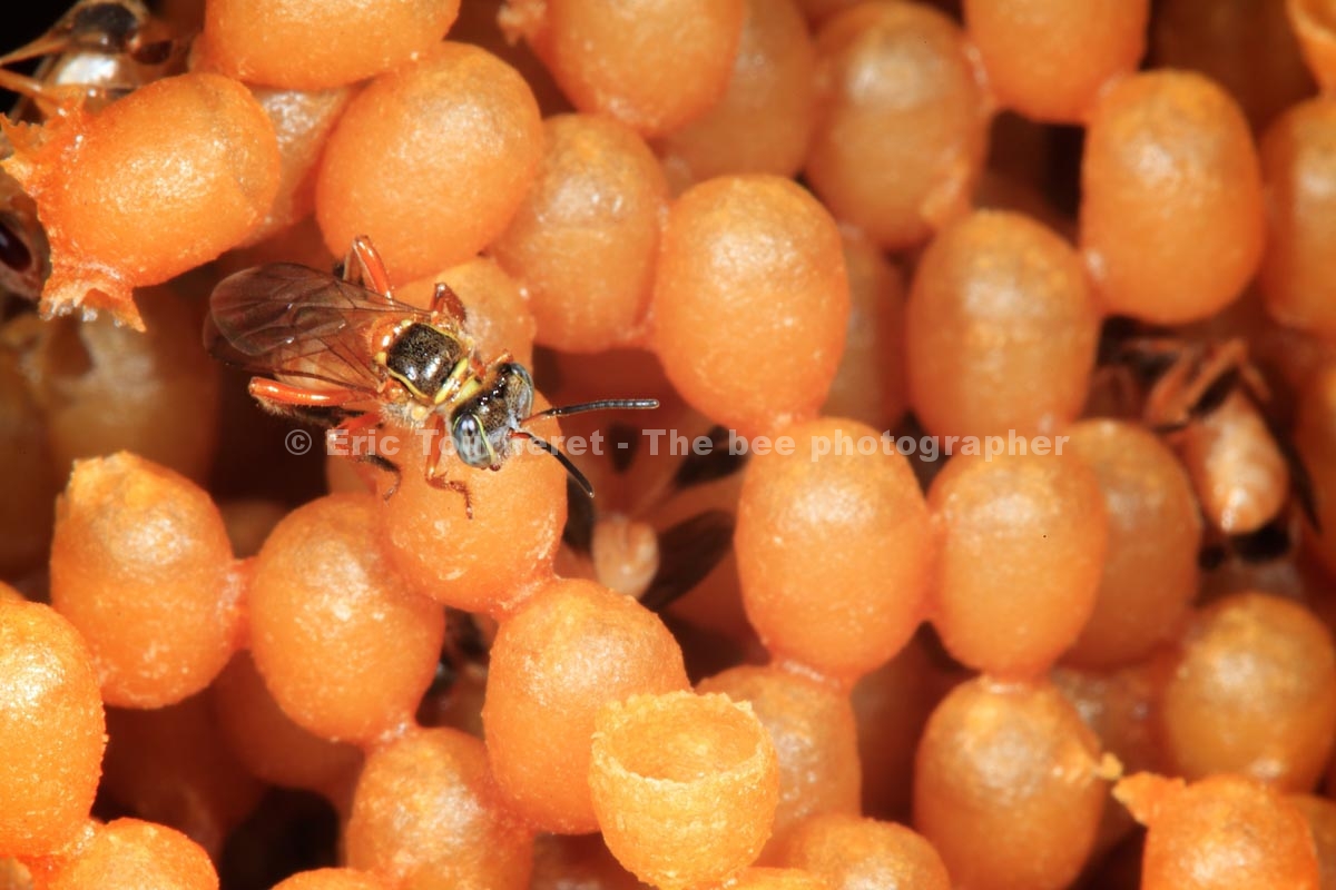 Brésil : abeilles sans dard de l’Amazonie